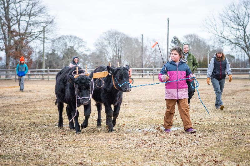 Brooklyn Peters with a yoked pair of cows.