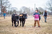 Brooklyn Peters with a yoked pair of cows.