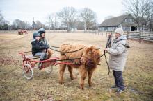Carol Soule walking Owen the Highland Cow with a cart.