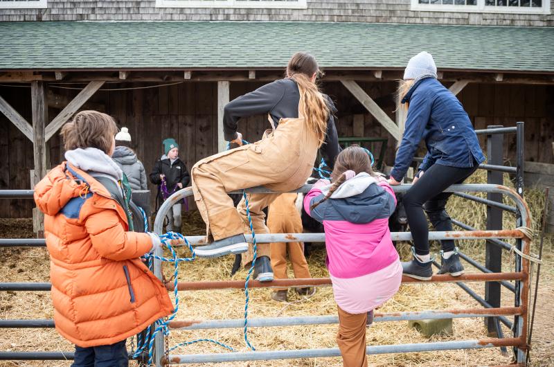 Hopping into the cow pen.