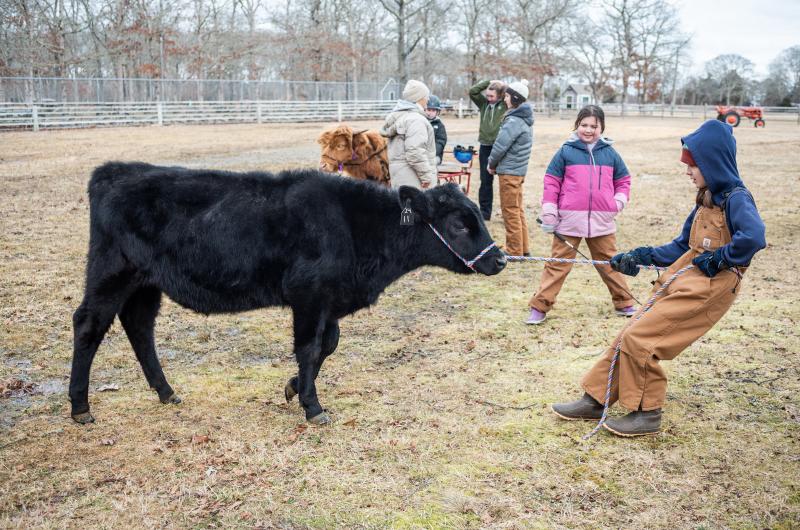 Juniper Begin tries to get her cow to move.