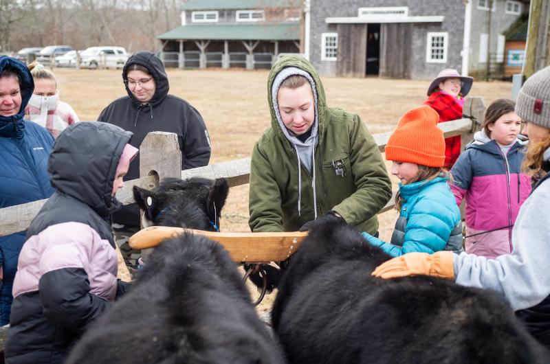 Maddy Coulter helping some younger cowpokes yoke their cows.