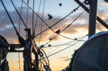 Birds fill the rigging of the Richard Arnold.