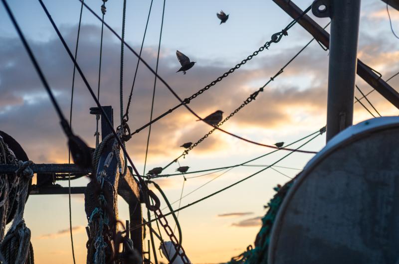 Birds fill the rigging of the Richard Arnold.