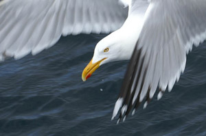 common birds on Martha's Vineyard
